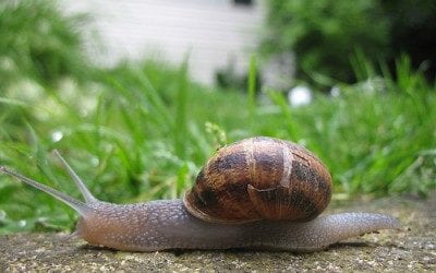 How to Speed up Magento & Optimise Performance