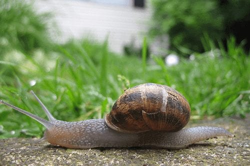 Magento Slow as a Snail Magento speed optimisation is important